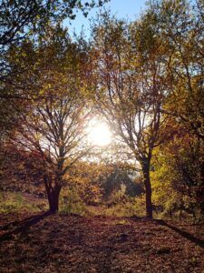 Árboles autóctonos